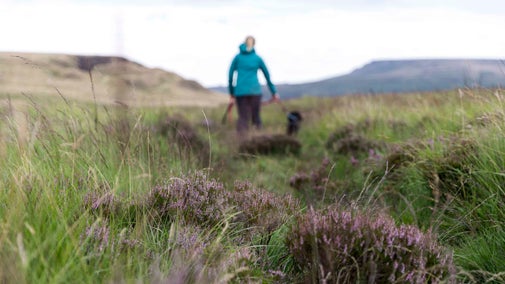 Dog walking at Binn Moor, Marsden Moor, West Yorkshire
